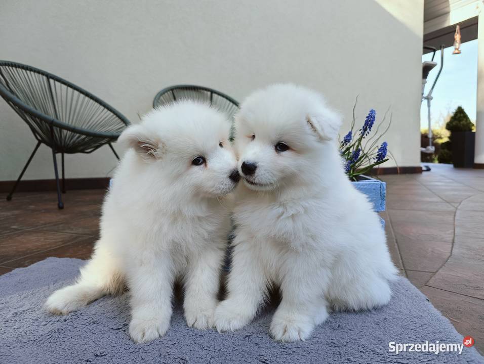 Szczeniaki Samoyed do odbioru początek maja Olszówka sprzedam
