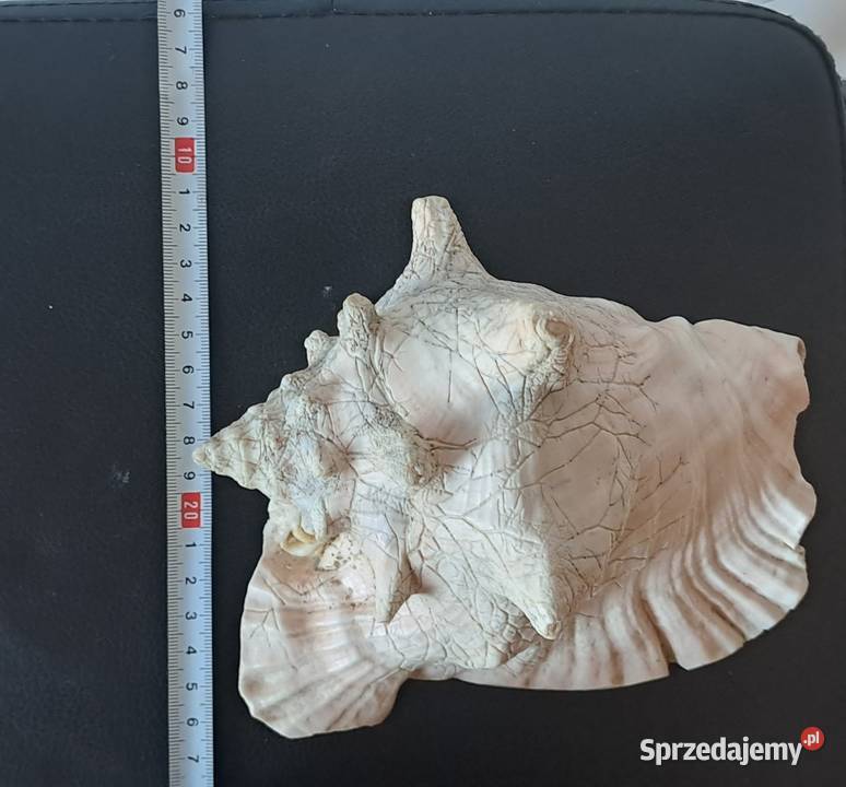 Muszla ozdobna stara Prl dolnośląskie Wrocław sprzedam