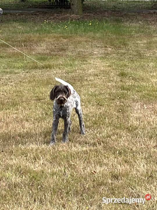 Wyżeł Czeski Fousek rodowód FCI pies myśliwski mazowieckie Sochaczew