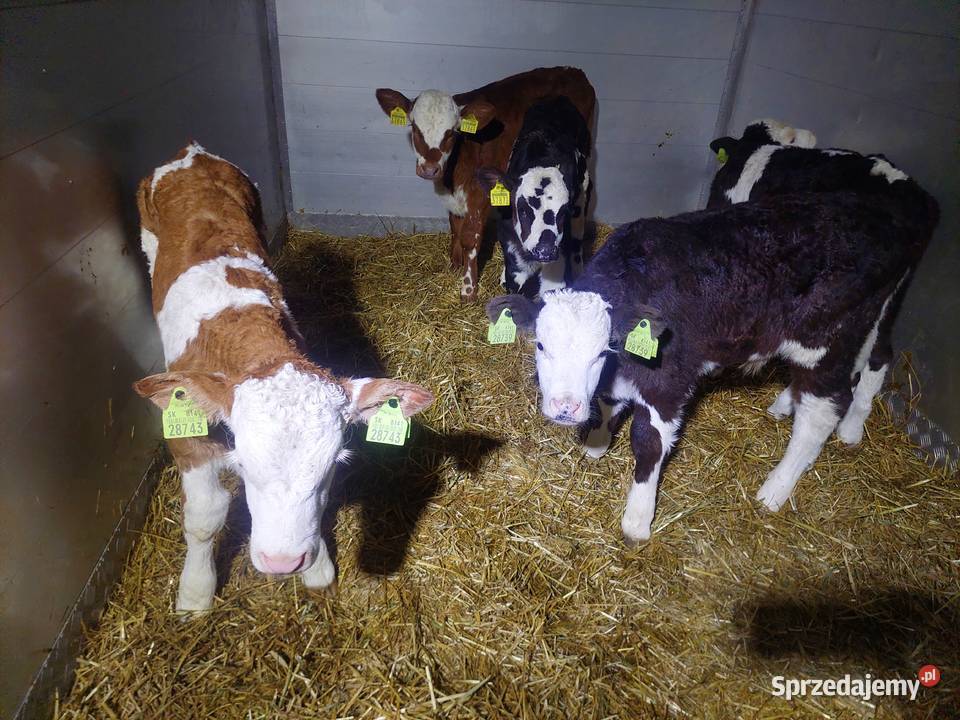 Mięsne byczki sprzedam cielęta Bodzanów