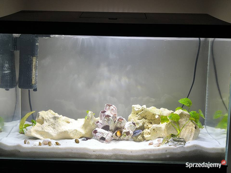 Akwarium 60l z pyszczakami Kielce