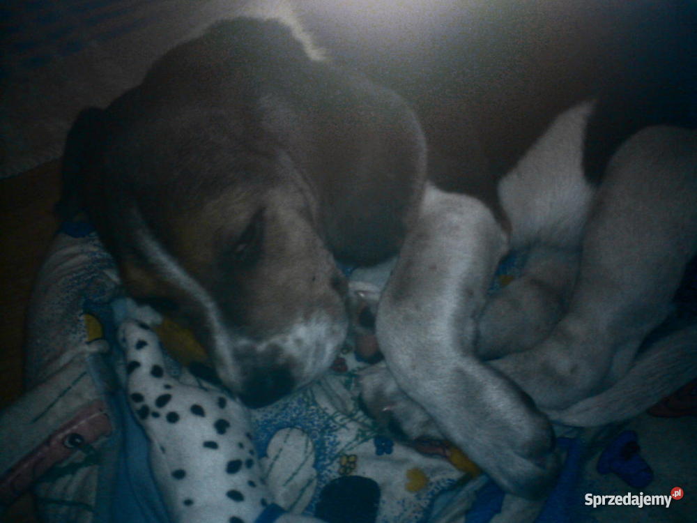 Beagle szczeniak Iława