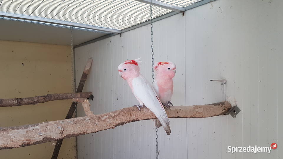 Kakadu inka 2025 r Leszno