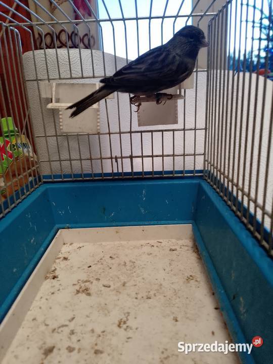 Kanarek czarny sprzedam Siepraw
