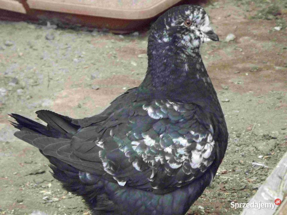 sprzedam gołębie Podborze