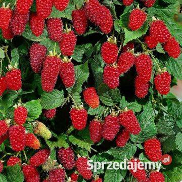 Sadzonki malin poziomek Lębork