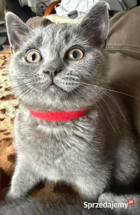 Kotek brytyjski krótkowłosy Kocurek małopolskie Ryglice