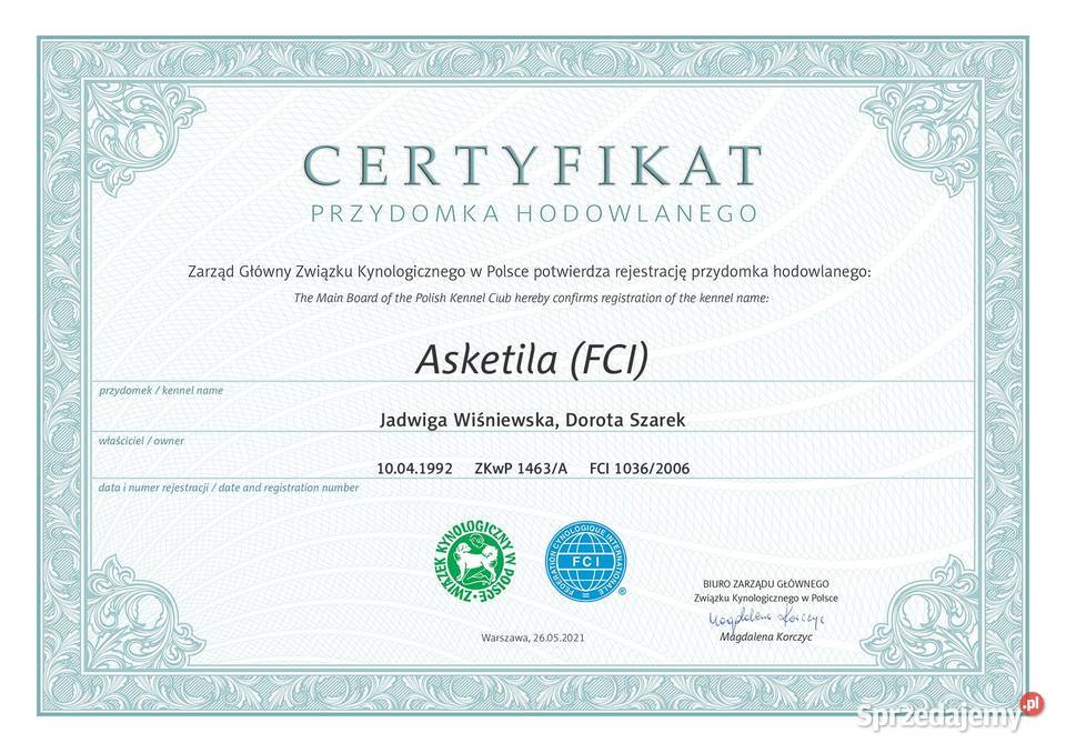 Owczarek szetlandzki szczenię na sprzedaż Mysłowice