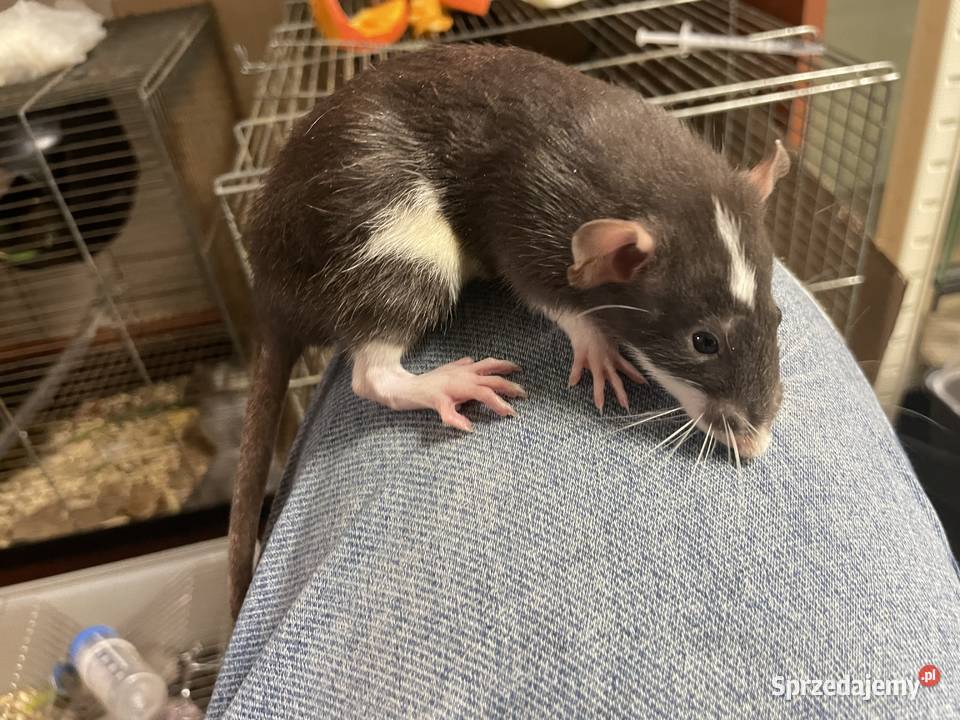 Szczury rasowe