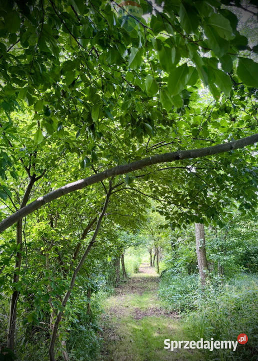 Działka pod zabudowę jednorodzinną 5057 m Mariew budowlana