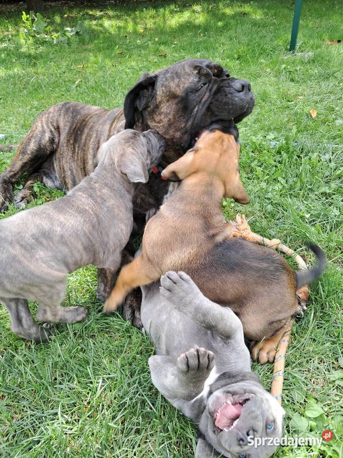 Urocze Cane Corso Ostrowiec Świętokrzyski
