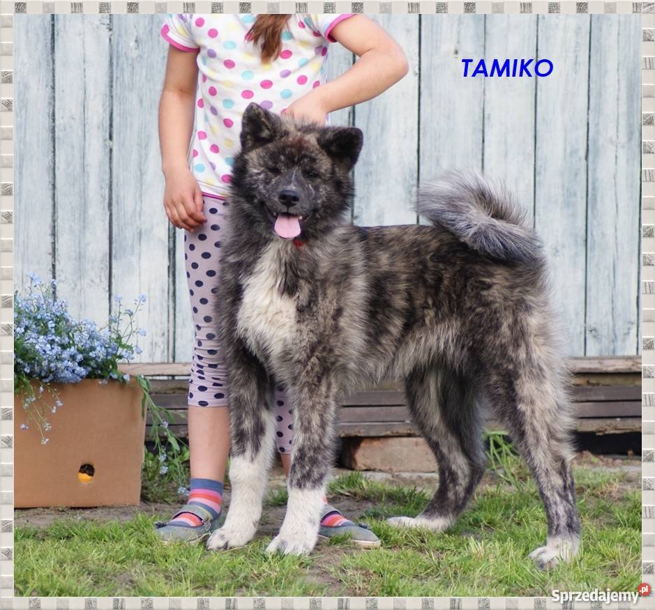 AKITAINU z ROOWOEM FCI CHAMPIONACH sprzedam