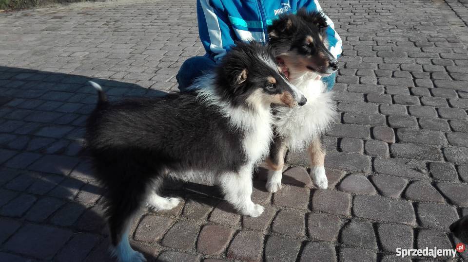 Owczarek szkocki collie szczenięta Radom sprzedam