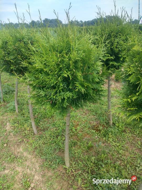 TUJA SZMARAGF 140 DO 160 WYPRZEDAŻ HURT DETAL Ogród Gawłuszowice