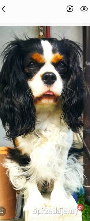 Cavalier king charls spaniel mazowieckie Janki