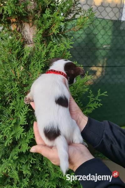 Chihuahua śliczna suczka długowłosa biało