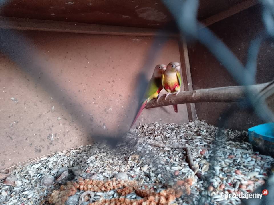 rudosterki pinaple sprzedam Siepraw