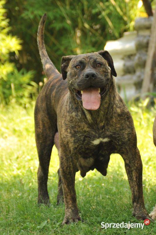 Boerboel Szczenięta mastifa Warszawa