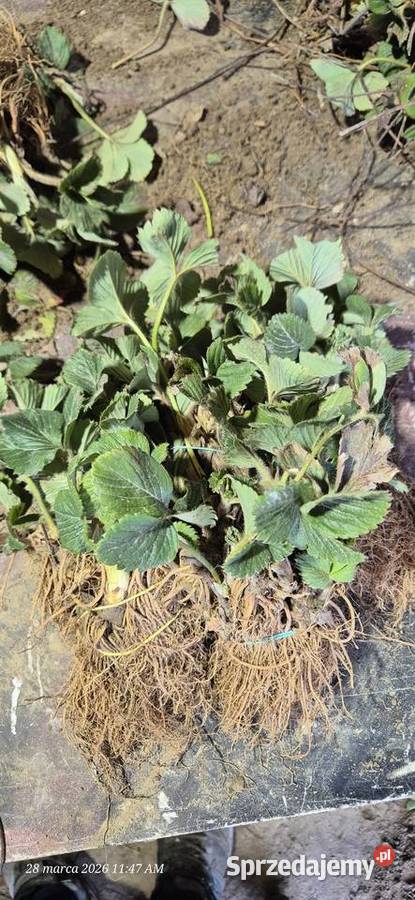 Sadzonki truskawki 50gr Stężyca-Kolonia sprzedam