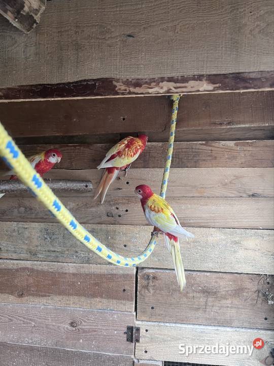 Papugi wielkopolskie Stobno Siódme