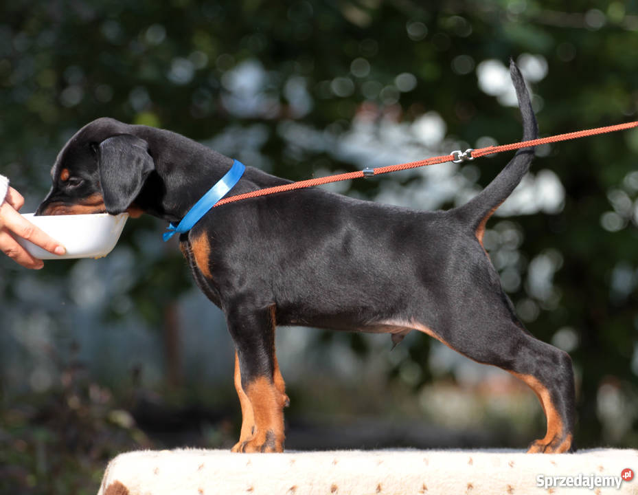 Doberman puppies Doberman Lublin