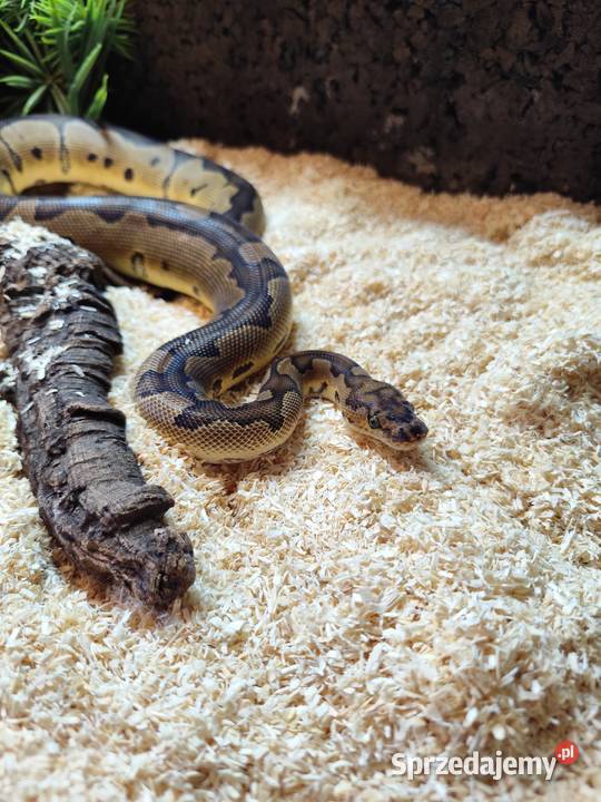 Pyton królewski z terrarium mazowieckie Pruszków