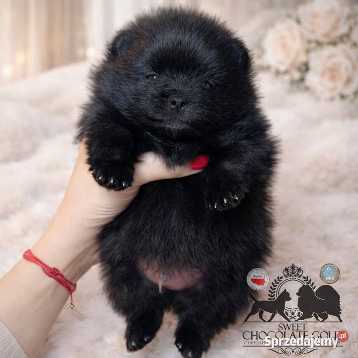 Szpic miniaturowy pomeranian mini czarny piesek