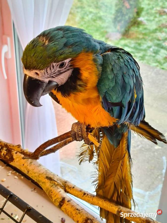 Ara Ararauna samiczka klatka zachodniopomorskie Steklno