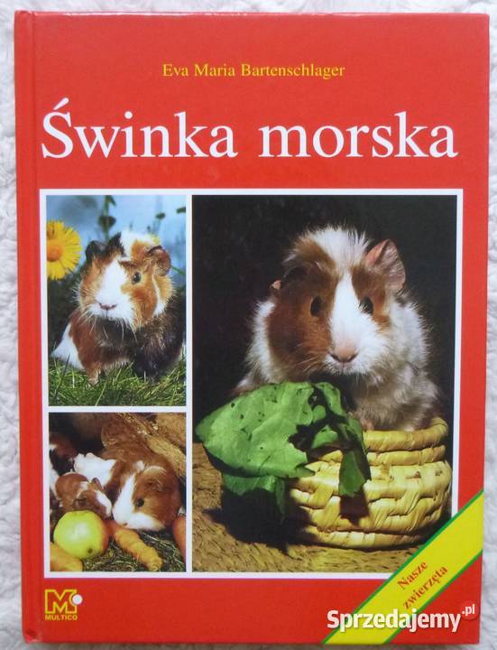 Świnka morska Eva Maria Bartenschlager Warszawa