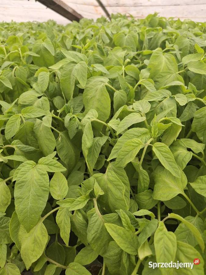 Pomidory malinowe Wawrzeńczyce sprzedam