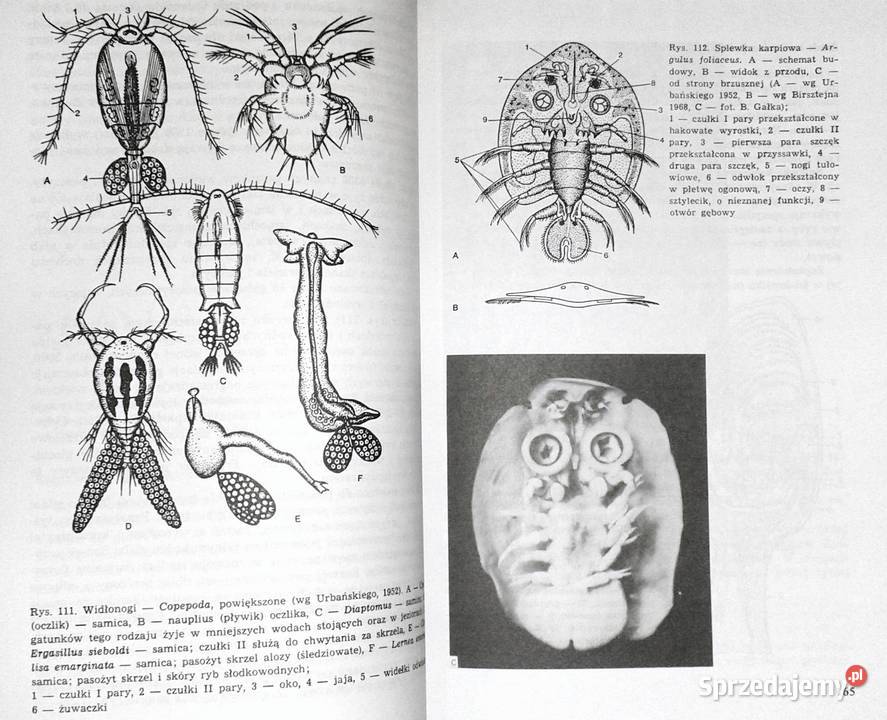 Zoologia Tom 12 Cęść ogólna Część systematyczna Pozostałe