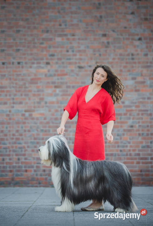 Bearded Collie FCI suczka Kalisz