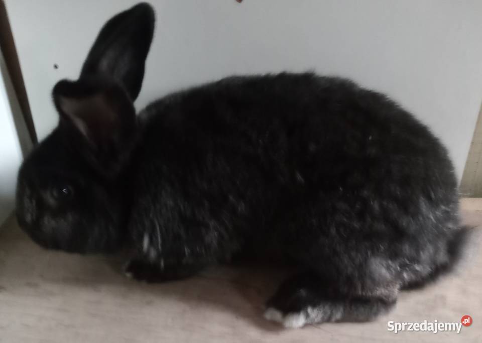 Sprzedam młodego samca Zajączki Pierwsze sprzedam
