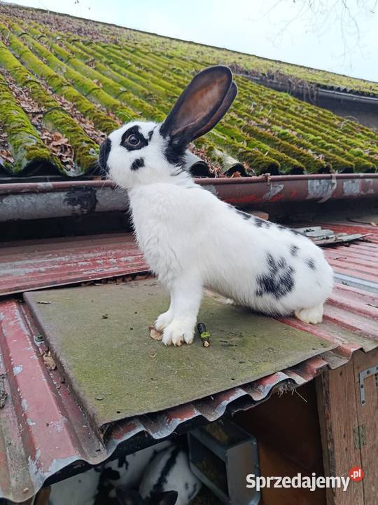 Króliki różnej wielkości sprzedam