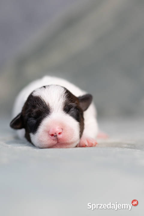 Parson Russell Terrier Szczenięta ZKwP Warszawa