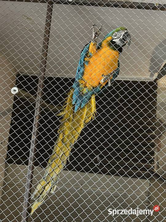 Ara ararauna samiec 22r Skała sprzedam