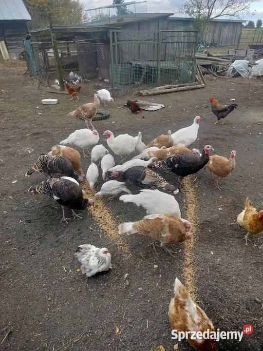 Indyki tegoroczne lubelskie Łęczna sprzedam