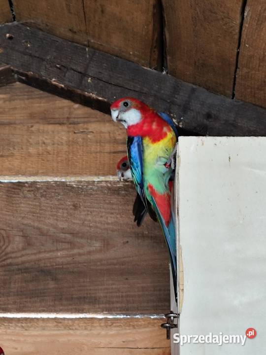 Rozella samiczka Stanisławów sprzedam