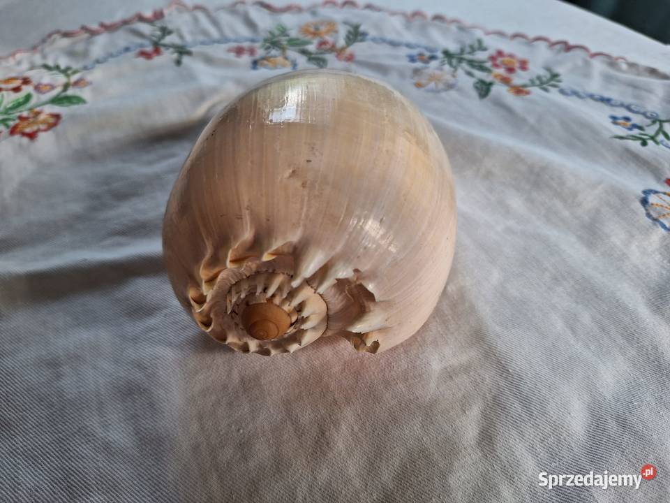 Piękna muszla Melo melo duża Łomianki