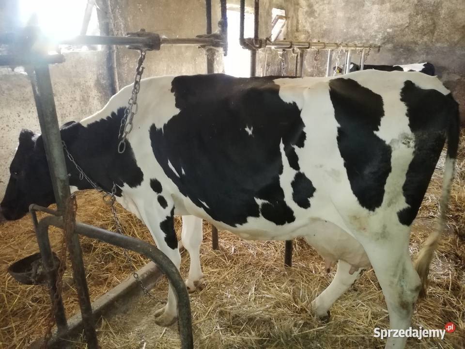 Sprzedam krowę mleczną w laktacji Radom