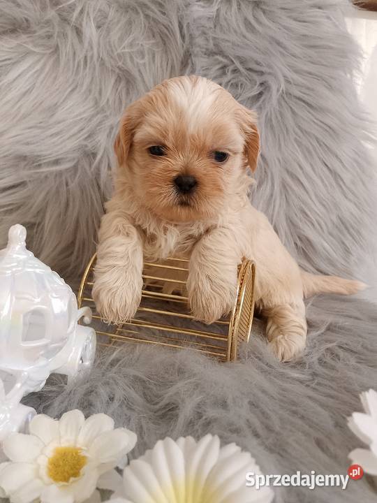 Suczka rasy ShihTzu Namysłów