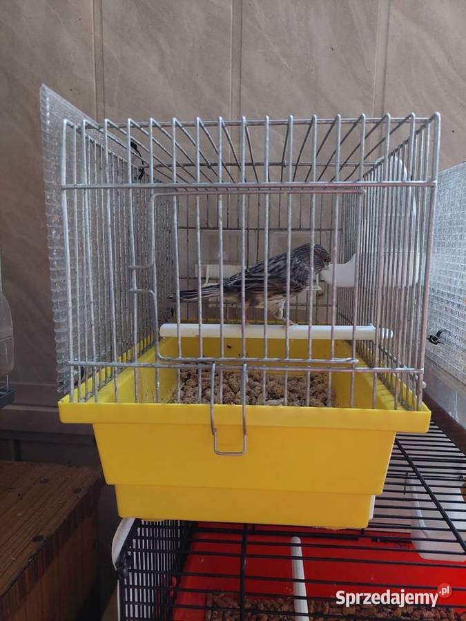 Samica kanarka zdrowa zimowana Ptaki śląskie Katowice