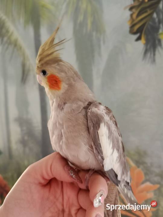 Papuga nimfa ręcznie karmiona oswojona pomorskie Miastko sprzedam