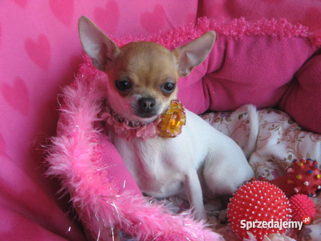 CHIHUAHUA mini najmniejsze cziłała Gdańsk