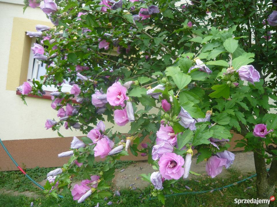 Hibiskus róża syryjska kujawsko-pomorskie Bydgoszcz