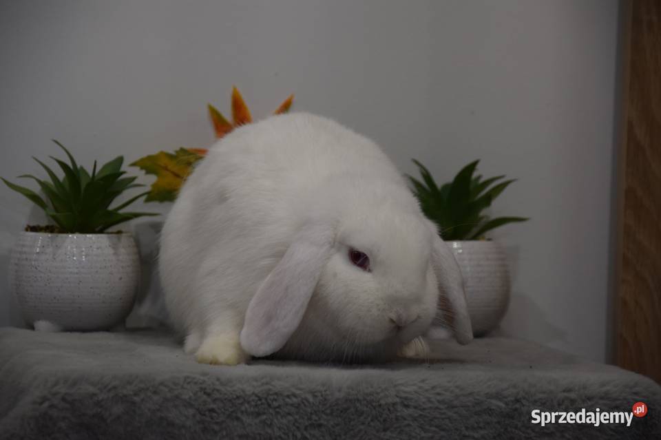 Króliki miniaturowe mini lop mazowieckie Łochów