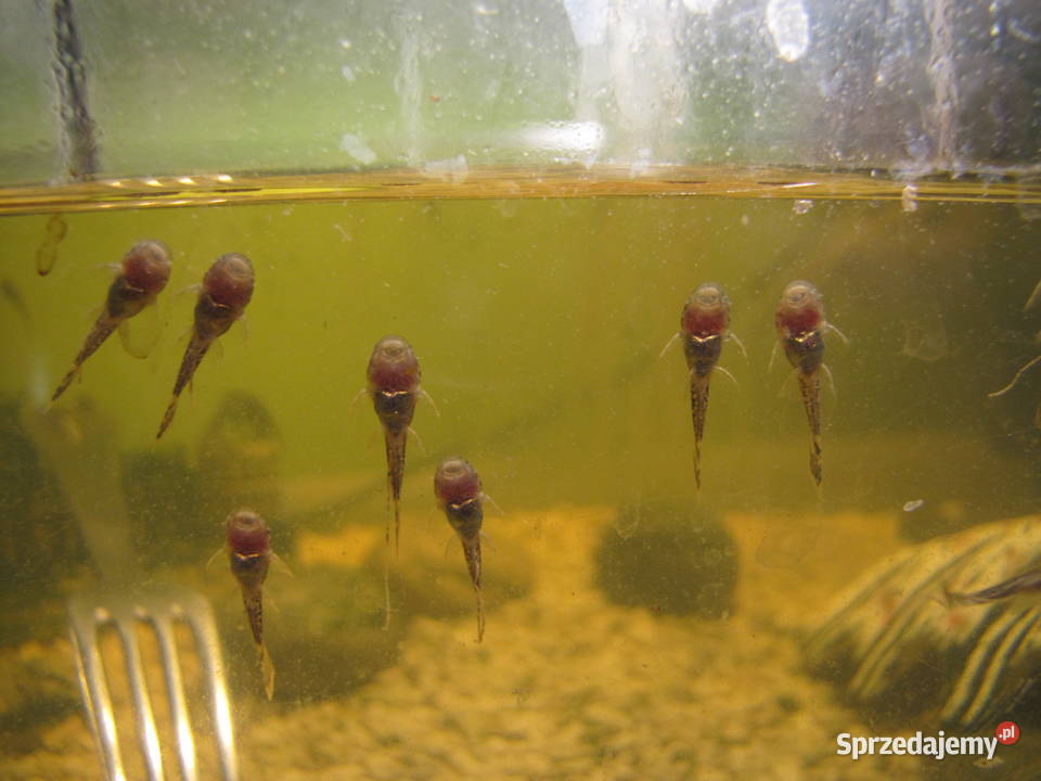 Młode glonojady Toruń