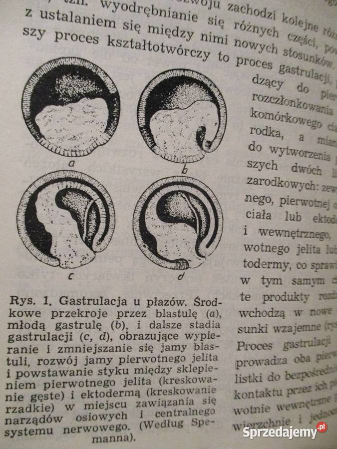 Organizm jako całość Schmalhausen biologia Łódź