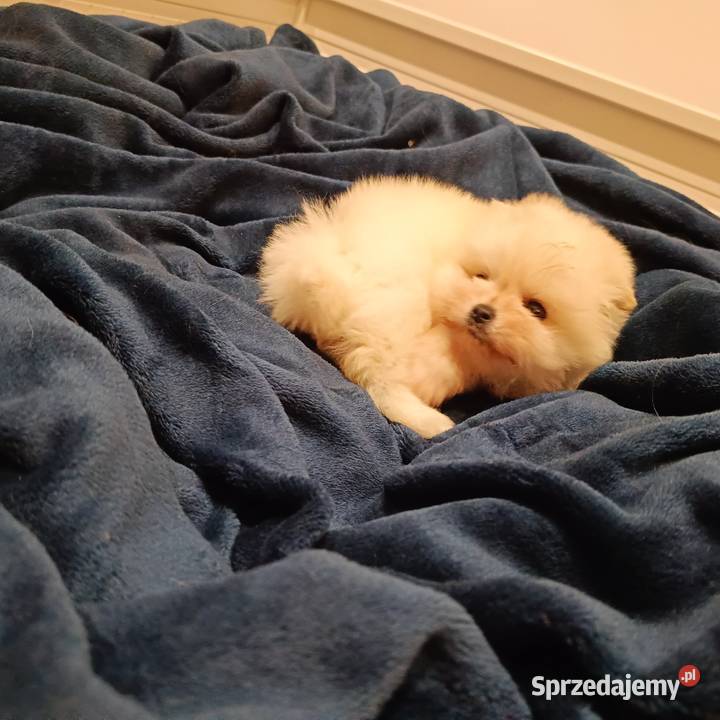 Reproduktor SZPIC MINIATUROWY pomeranian Szpic miniaturowy śląskie Tarnowskie Góry