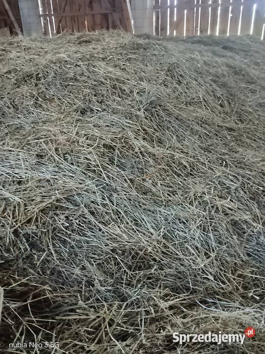 Siano luzem Maków Mazowiecki